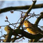 Eine Goldammer (Emberiza citrinella) ...