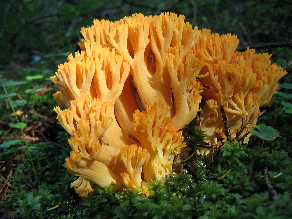 Eine Goldgelbe Koralle (Ramaria aurea)...