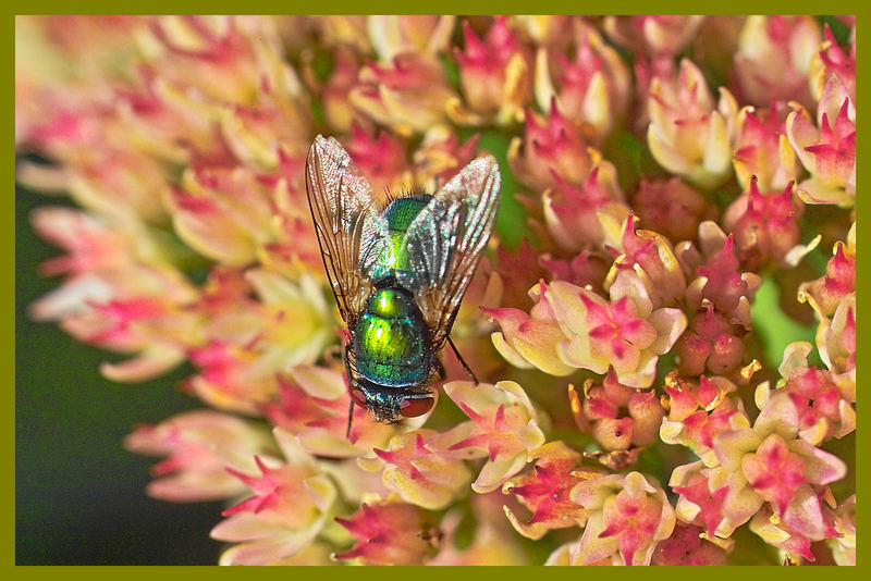 Eine goldige Fliege