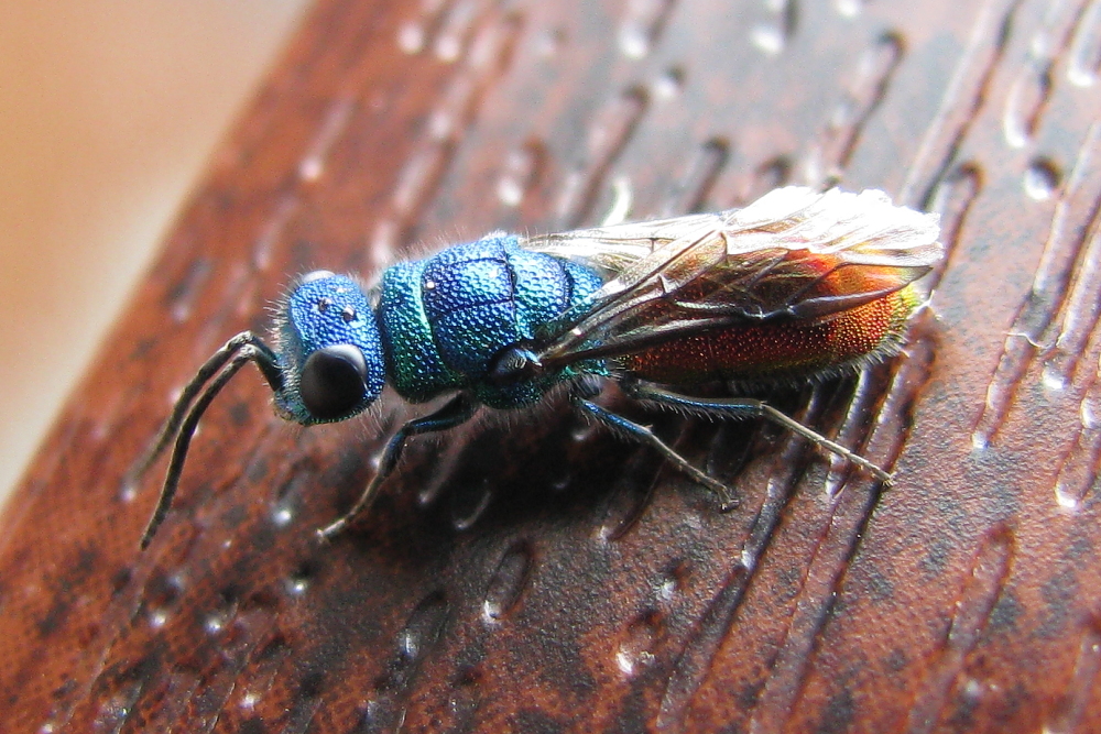 EIne Goldwespe (Chrysis spec.)