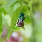 Eine Goldwespe - vielleicht Pseudomalus auratus