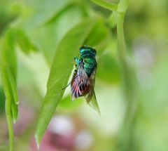 Eine Goldwespe - vielleicht Pseudomalus auratus