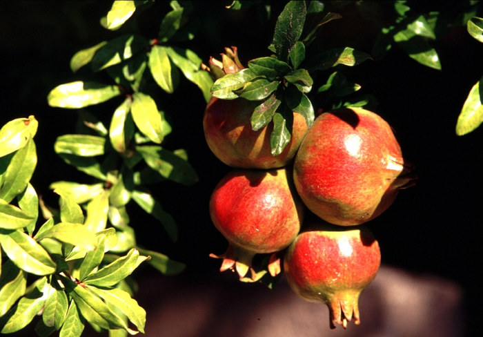 Eine Granate von Apfel