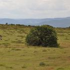 Eine Graslandschaft im Addo NP.