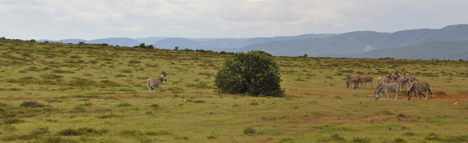 Eine Graslandschaft im Addo NP.