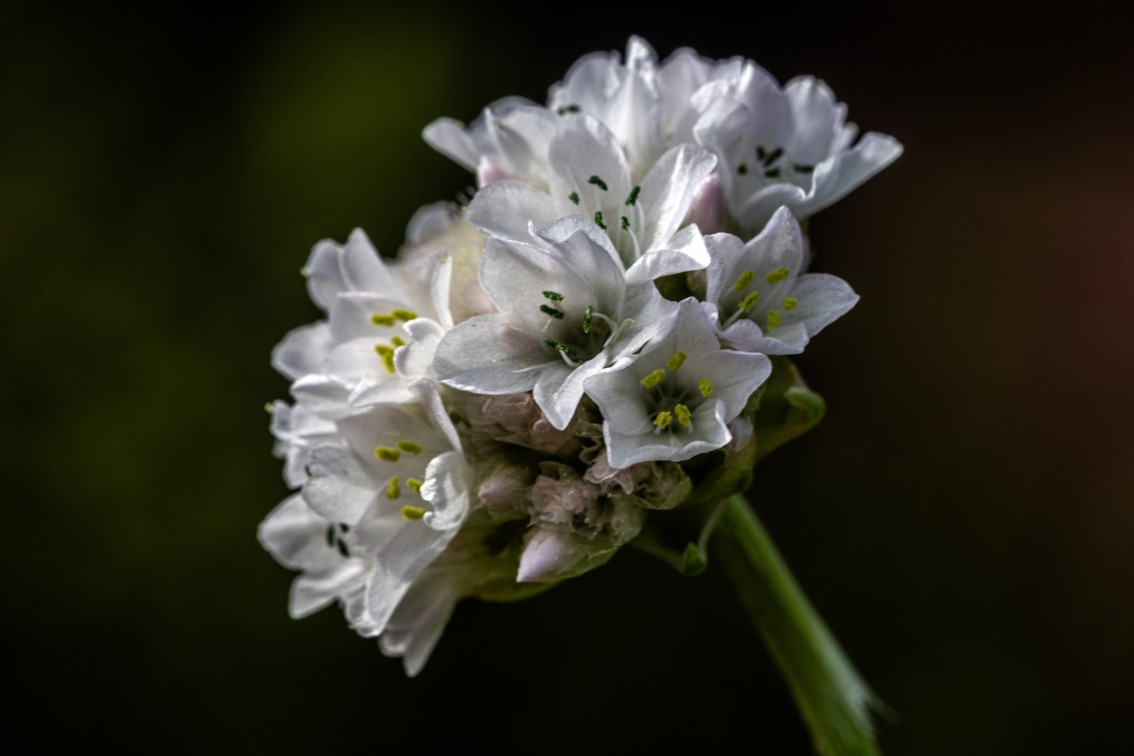 Eine Grasnelkenblüte.