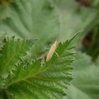 Eine Grasweichwanze (Stenodema laevigatum) im heimischen Garten 