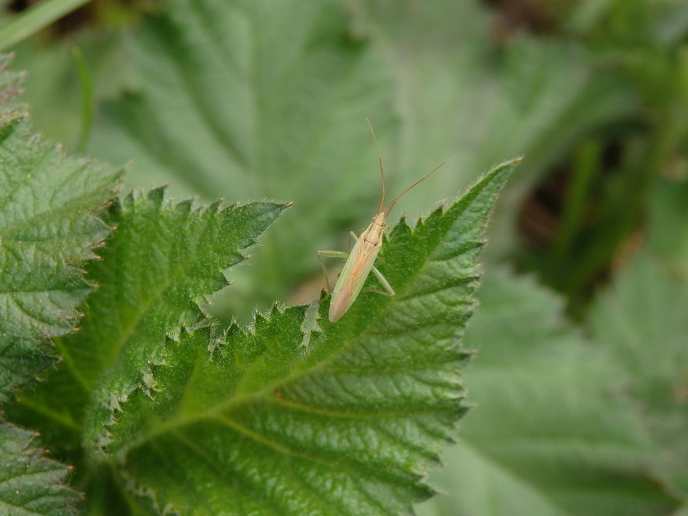 Eine Grasweichwanze (Stenodema laevigatum) im heimischen Garten 