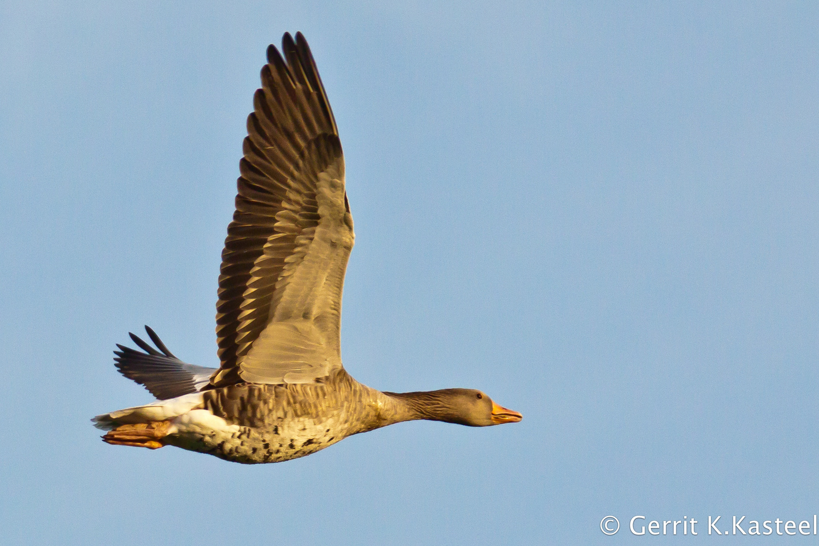 Eine graue Gans bei den Rieselfelder