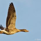 Eine graue Gans bei den Rieselfelder