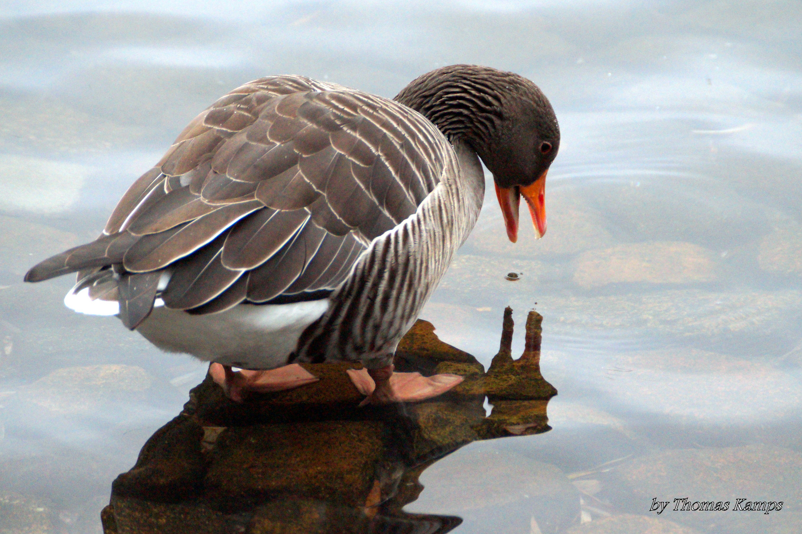 Eine Graugans an unserem Teich