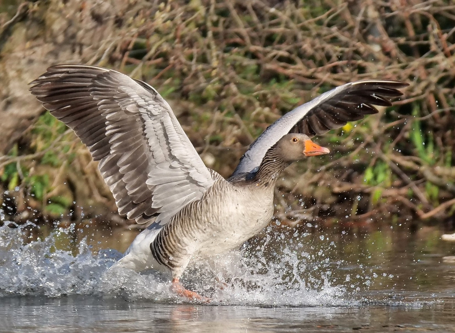 Eine Graugans im Landeanflug