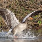 Eine Graugans im Landeanflug