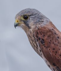 eine Greifvogelschau