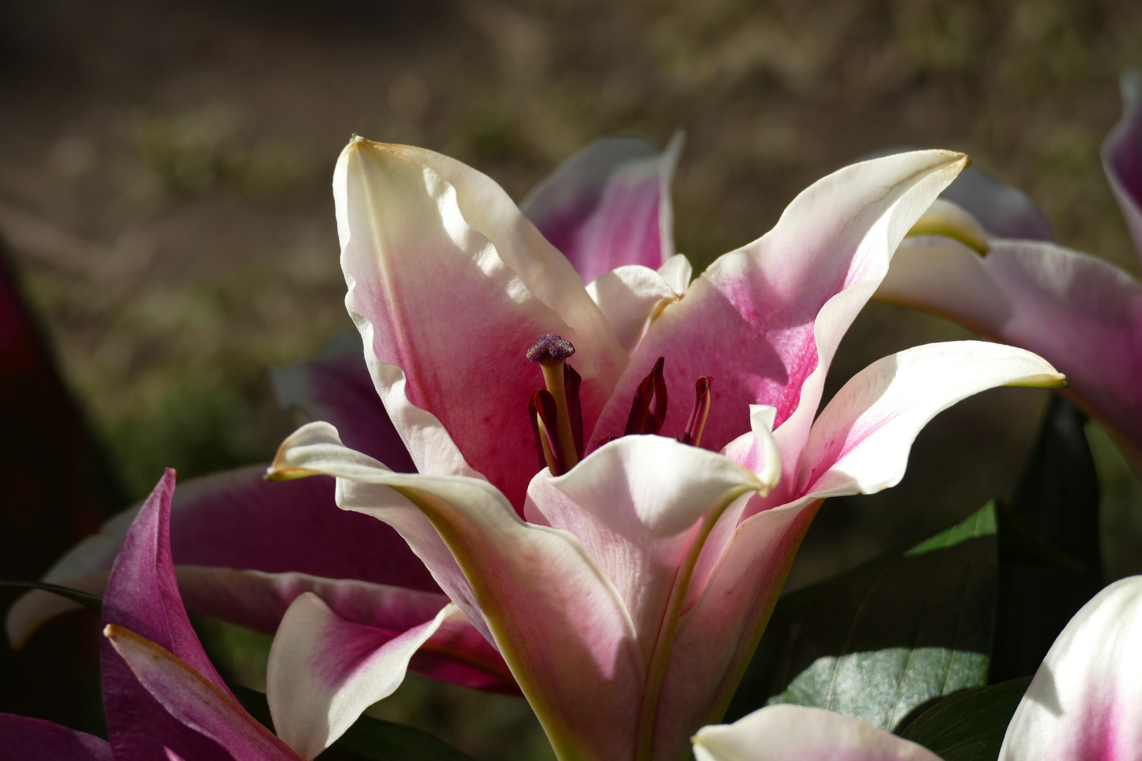 Eine große Blüte Foto & Bild natur, landschaft, pflanzen Bilder auf