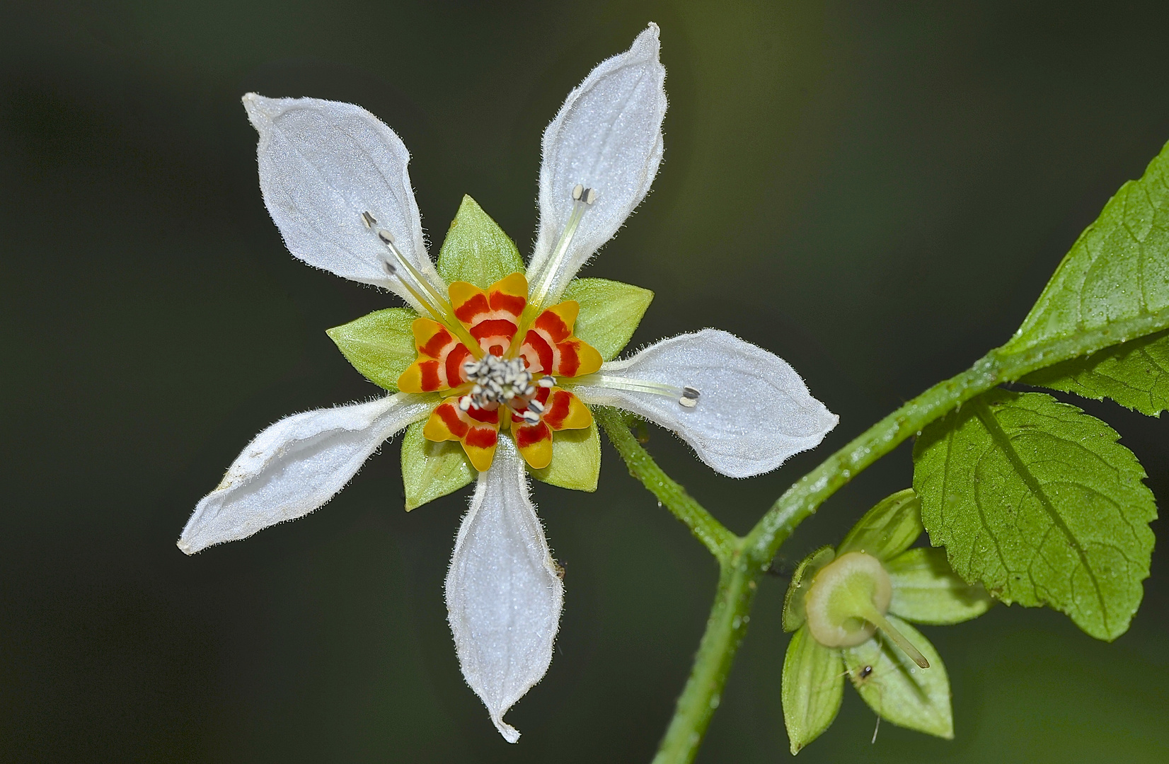 Eine große Blüte aus dem Nebelwald von Ecuador