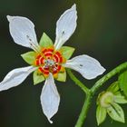 Eine große Blüte aus dem Nebelwald von Ecuador