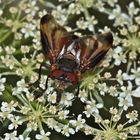 Eine große, bunte Raupenfliege (Tachine): PHASIA HEMIPTERA