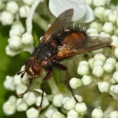 Eine große (etwa 15 mm lange) RAUPENFLIEGE (Fam. Tachinidae) - . . .