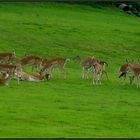 Eine große Familie...