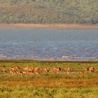 Eine große Gruppe weiblicher Impala Antilopen