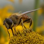 Eine große Hummel