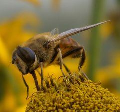 Eine große Hummel