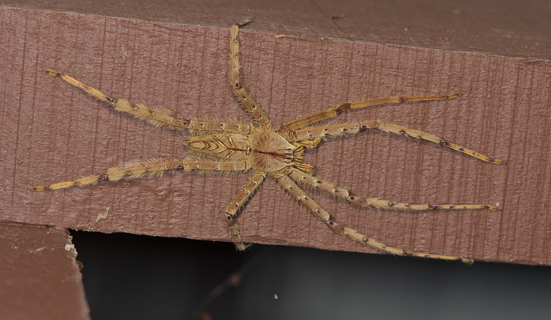 Eine große Jagdspinne aus dem nächtlichen Regenwald von Borneo