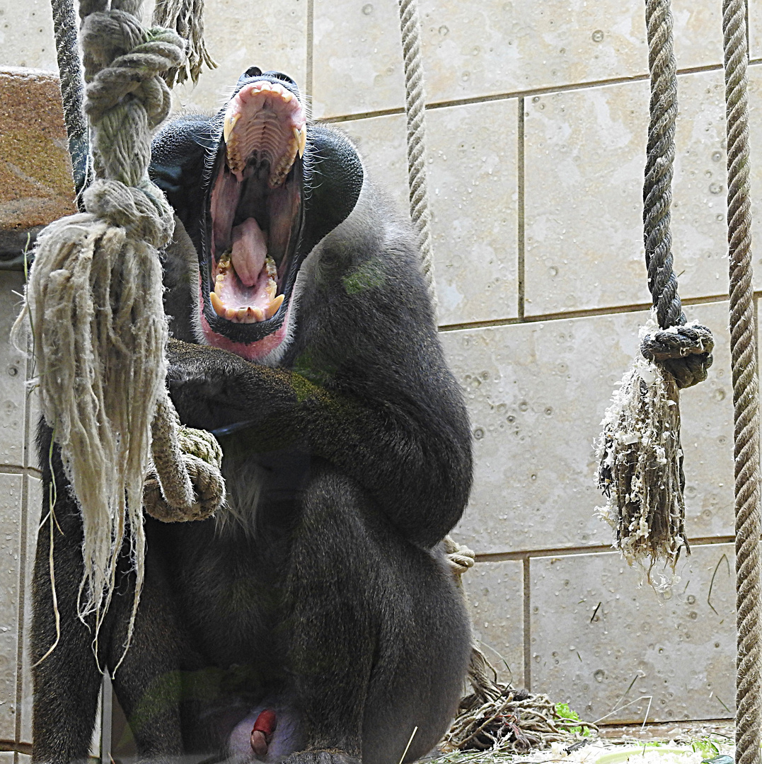 Eine große Klappe.... Foto & Bild zoo, tiere, mandrill Bilder auf