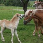 eine große Liebe