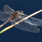 eine Große Moosjungfer - Leucorrhinia pectoralis -  .....