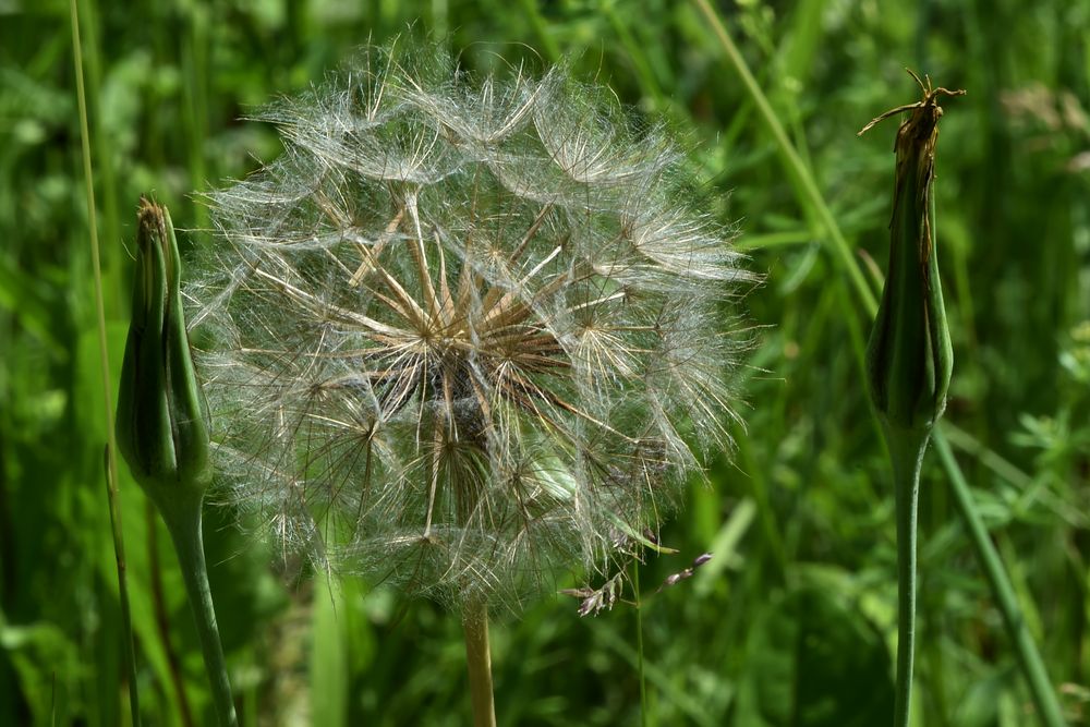 Eine große Pusteblume