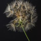 Eine große Pusteblume am Wegesrand 