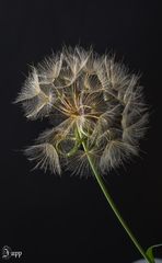 Eine große Pusteblume am Wegesrand 