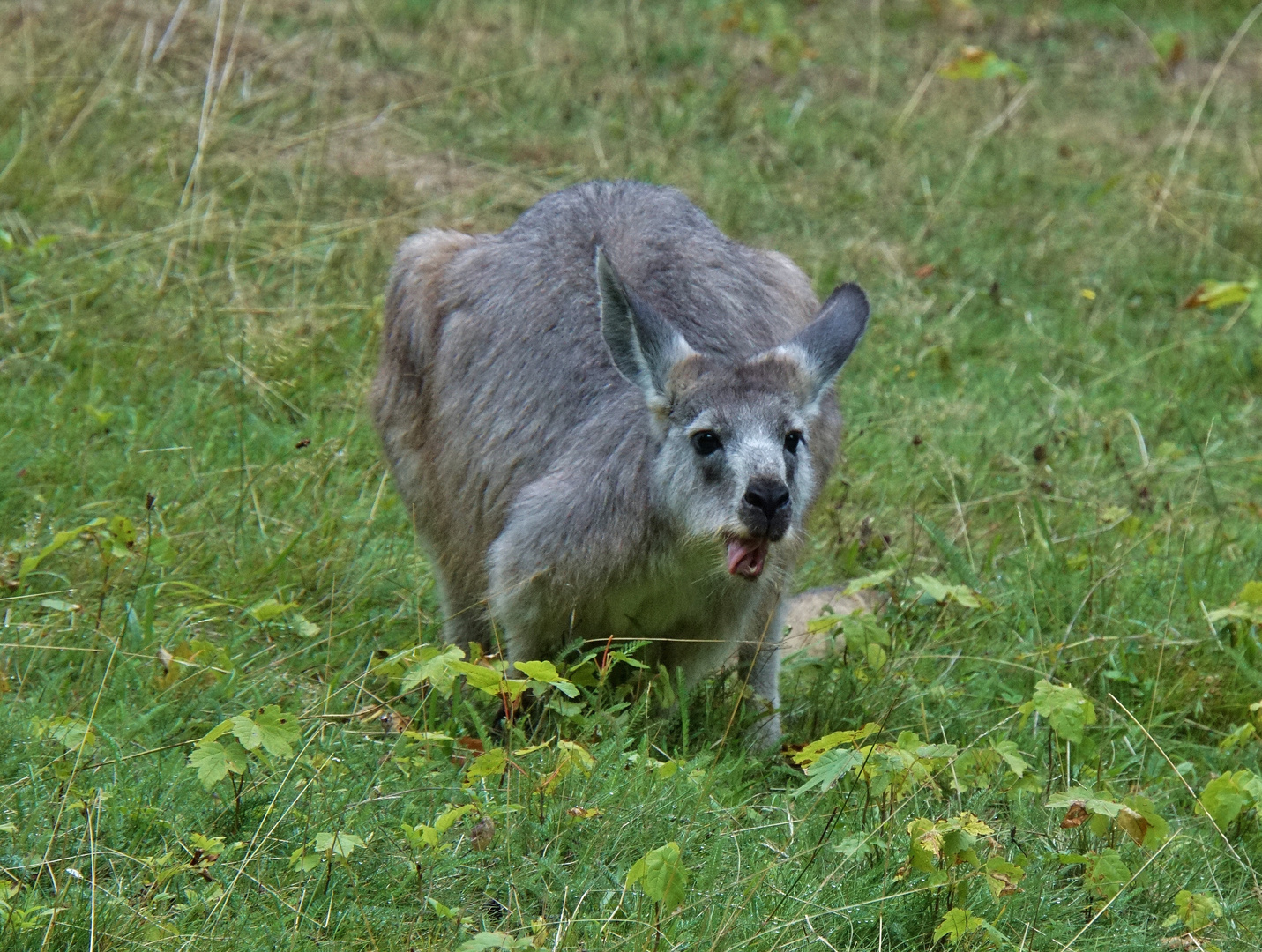 eine große Ratte??