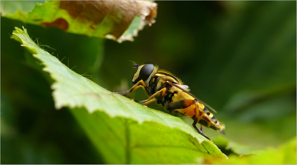 eine Große Schwebfliege