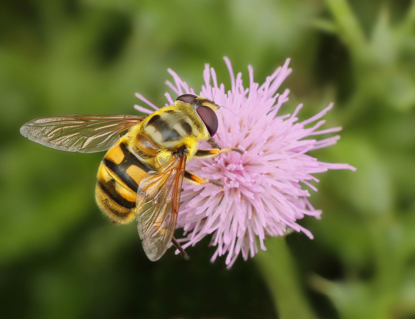 Eine grosse Schwebfliege