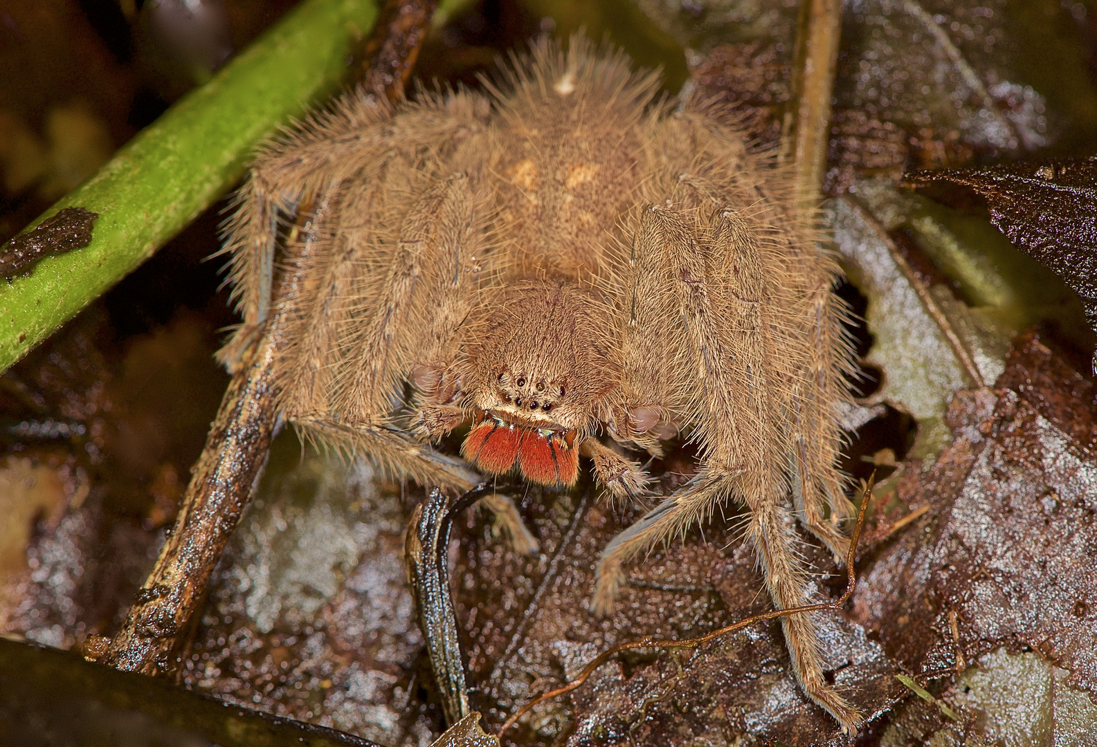 Eine große Spinne aus der Regenwaldnacht von Borneo