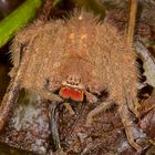 Eine große Spinne aus der Regenwaldnacht von Borneo