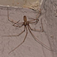 Eine Große Zitterspinne (Pholcus phalangioides), ich denke, ein Weibchen -  . . .