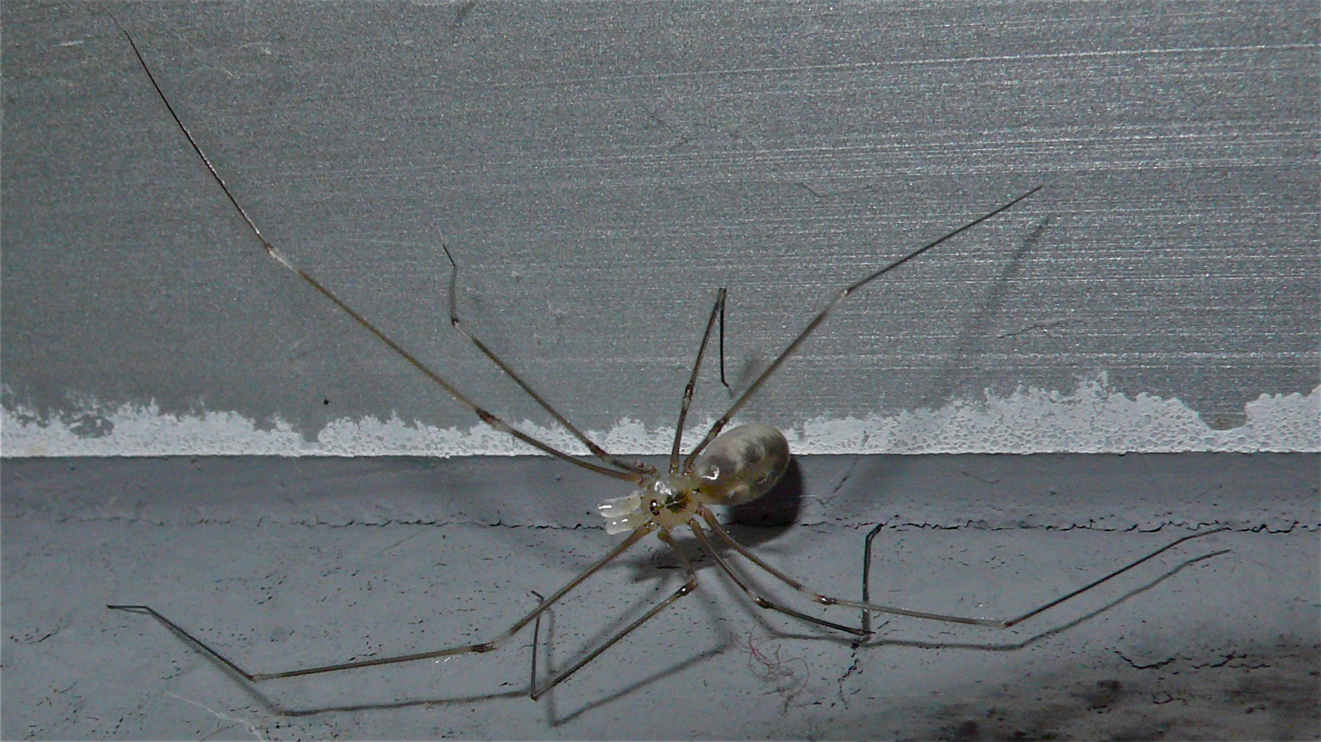 Eine Große Zitterspinne (subadultes* Pholcus phalangioides-Männchen), ca. 5mm Körperlänge