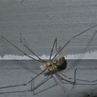 Eine Große Zitterspinne (subadultes* Pholcus phalangioides-Männchen), ca. 5mm Körperlänge