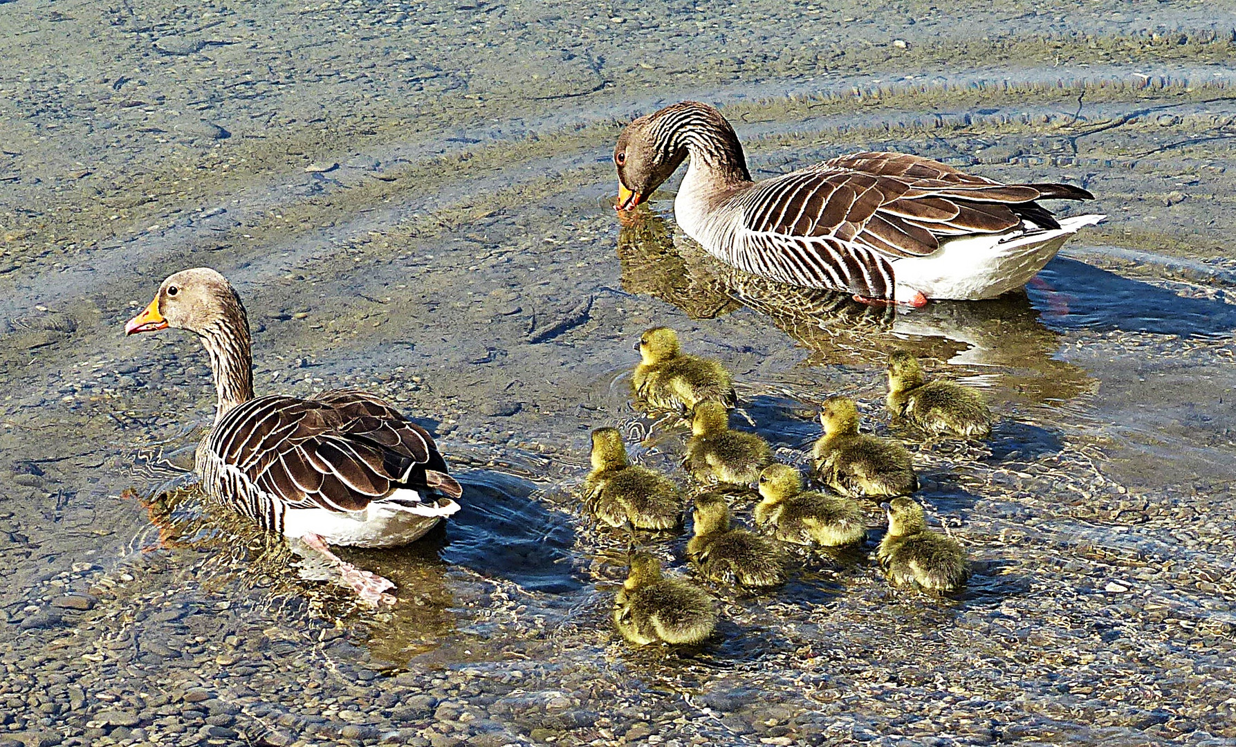 Eine Großfamilie