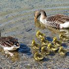 Eine Großfamilie