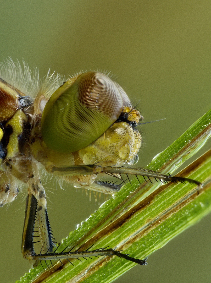 eine Großlibelle 