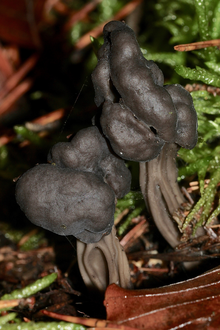 Eine Grubenlorchel (Helvella lacunosa)