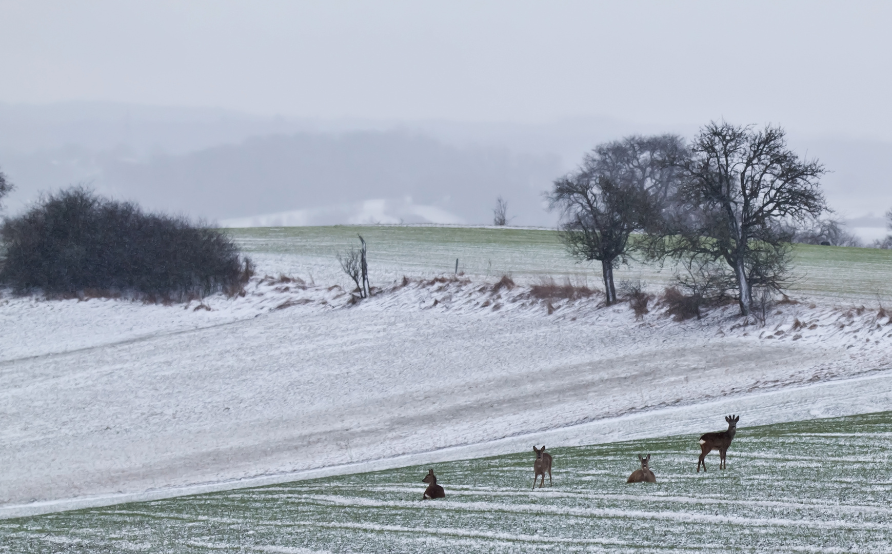 Eine grüne Insel im Winter