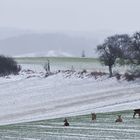 Eine grüne Insel im Winter