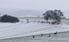 Eine grüne Insel im Winter