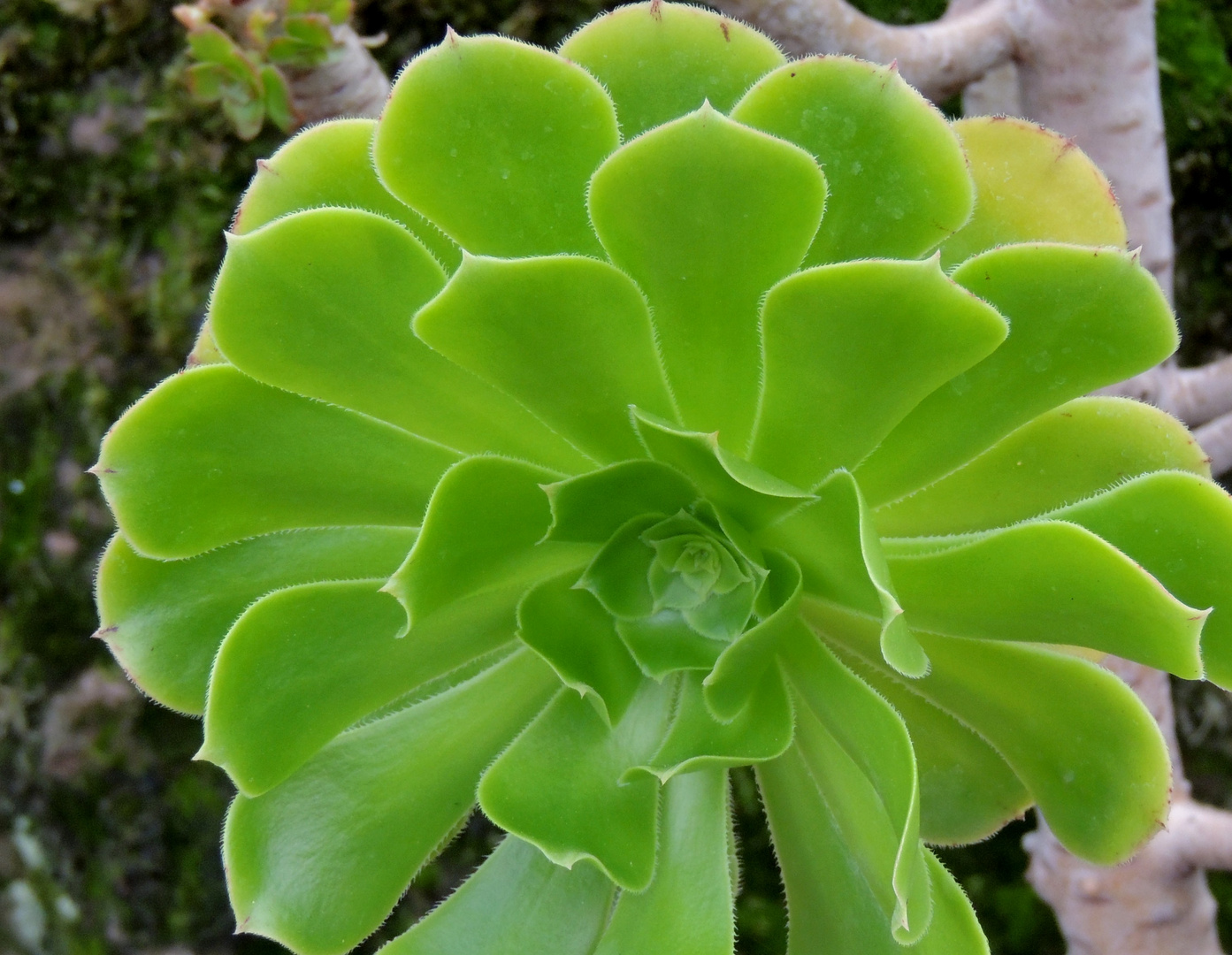 Eine grüne Rosette